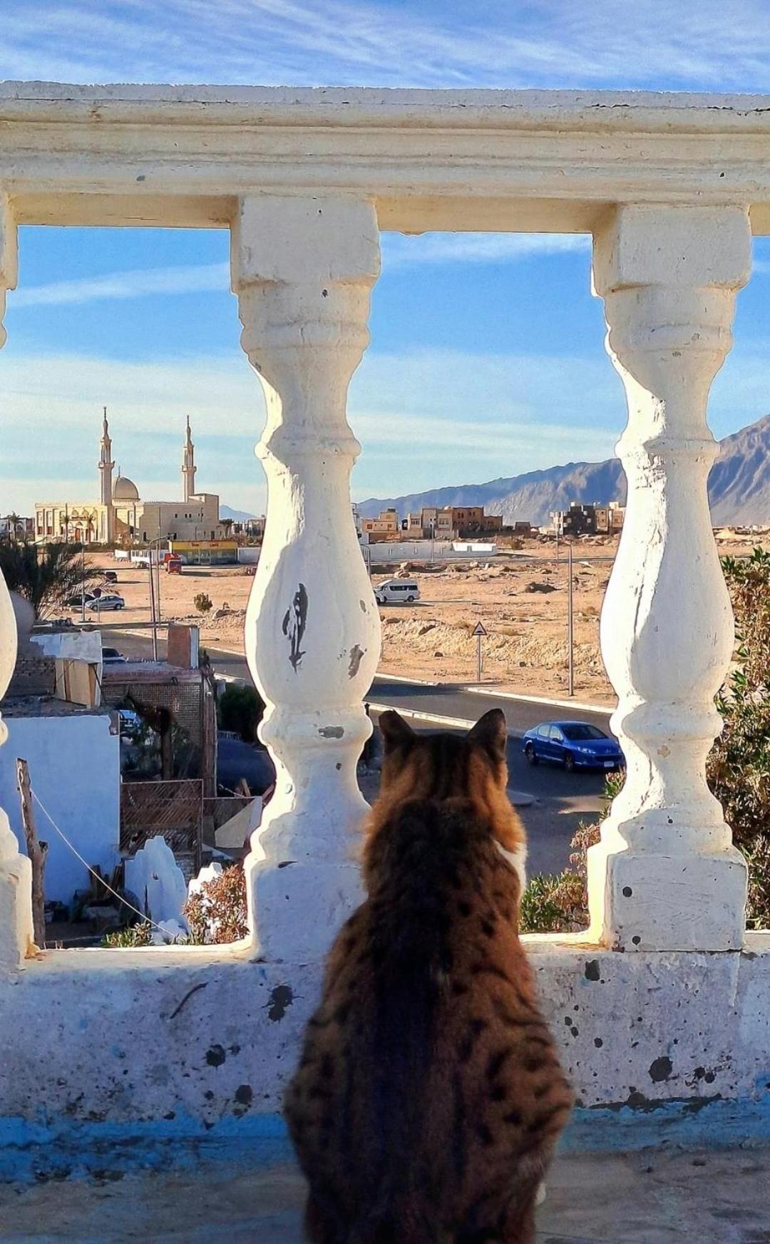 Tentania دهب المظهر الخارجي الصورة